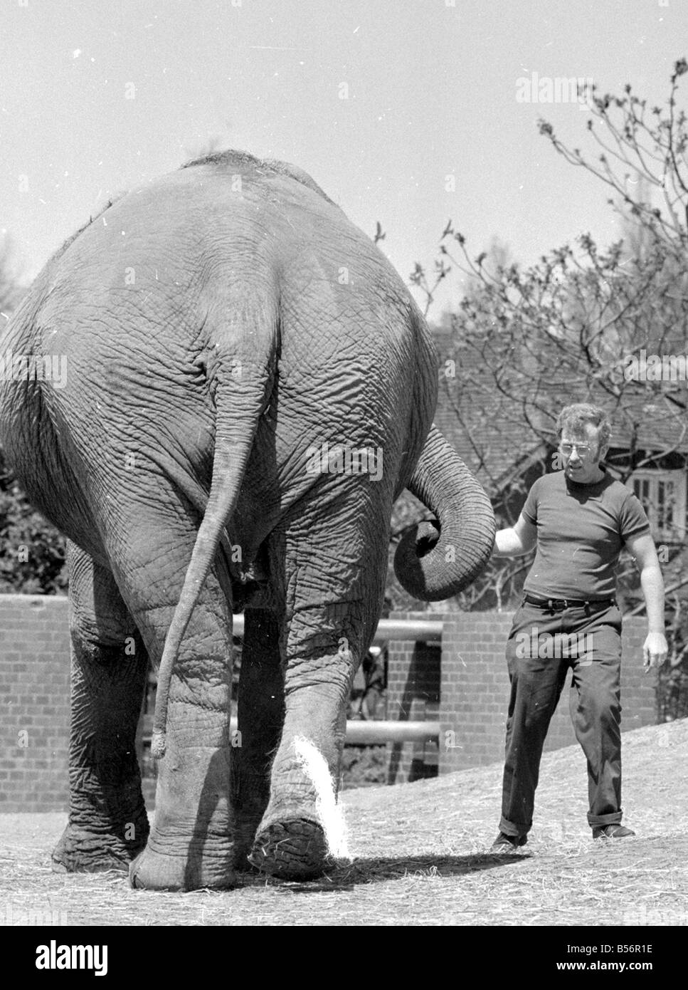Elephant house london zoo hi-res stock photography and images - Alamy