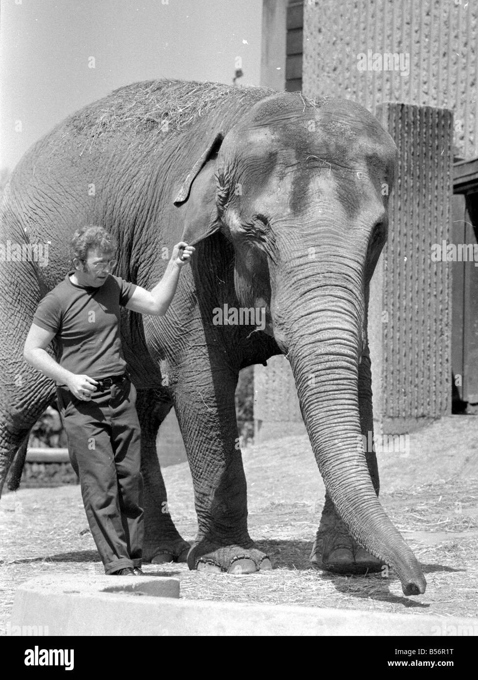 Tony Hennesy, one of the London Zoo Elephant House keepers, trying to