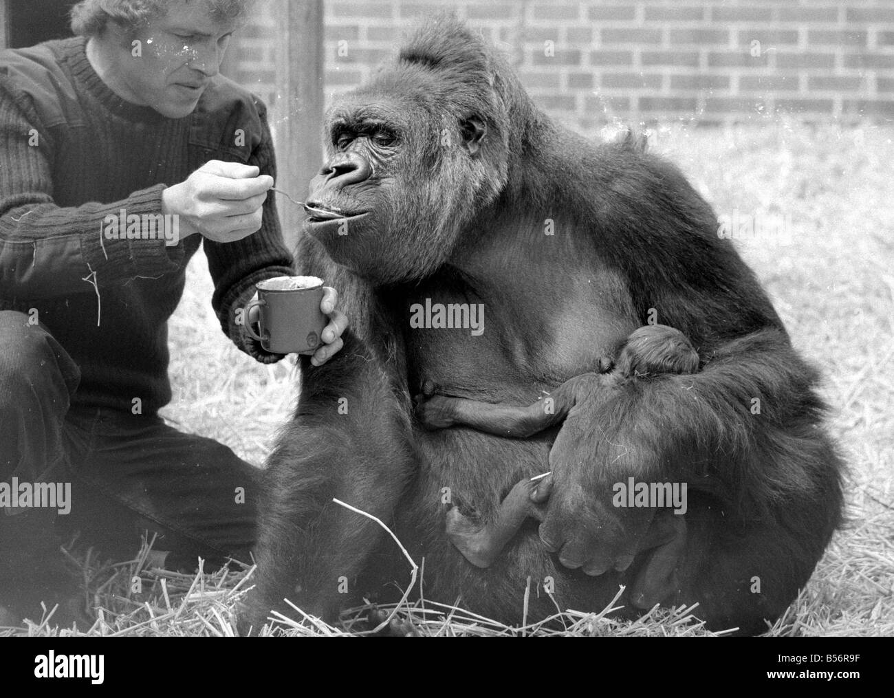 baby gorilla doll