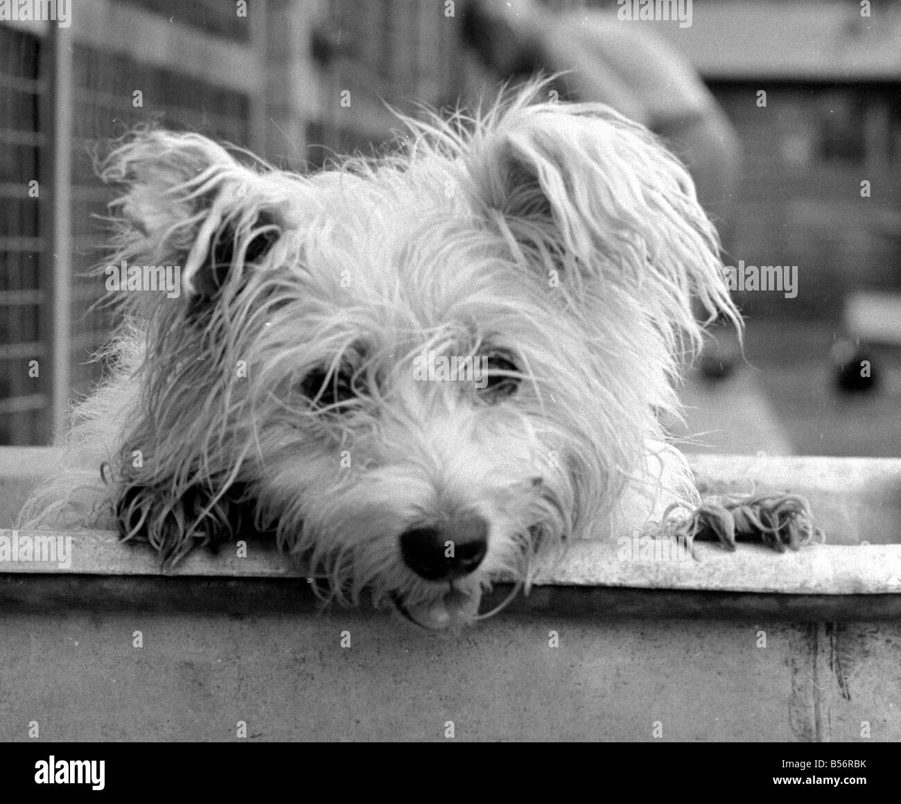Abandoned West highland white terrier Cindy at Lundt- Smith kennels in Elstree, Hertfordshire;July 1977;77-4008-001 Stock Photo
