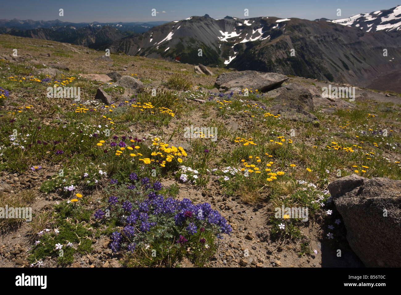 High altitude tundra dominated by dwarf lupins Lupinus lepidus Lupinus lyalii and Golden Daisy Erigeron aureus at 6 7000 ft Stock Photo