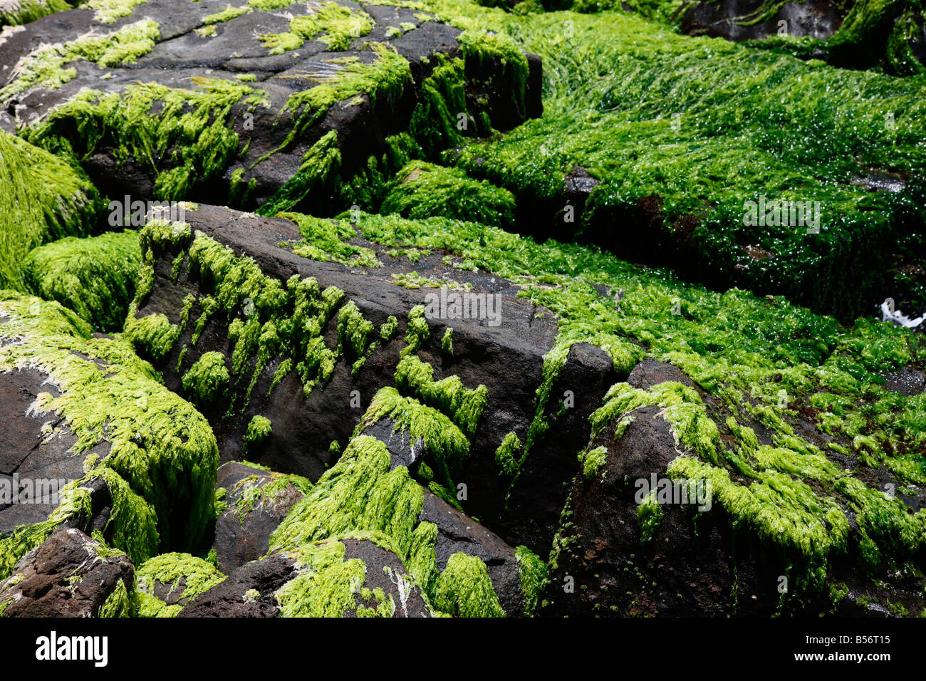 Mosses on rocks Stock Photo