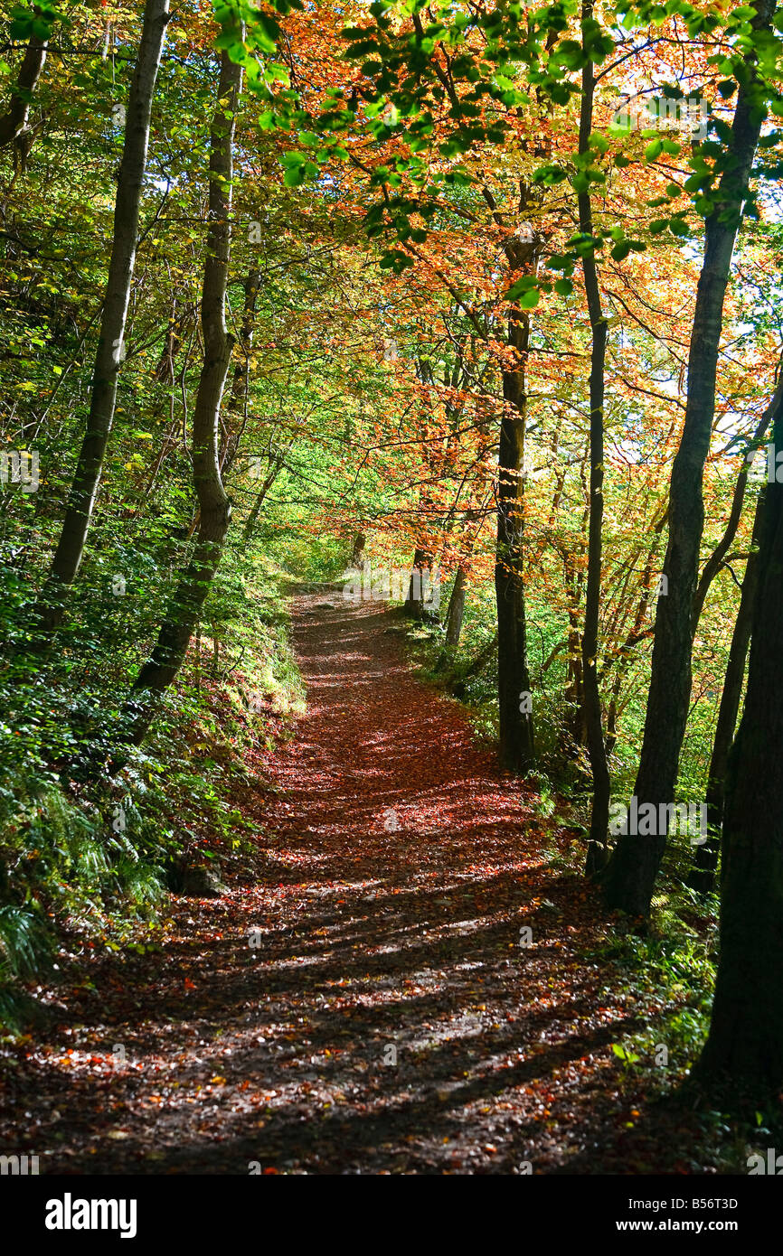 Woodland path in the autumn at the Pass of Killiecrankie Perthshire Scotland UK 2008 Stock Photo
