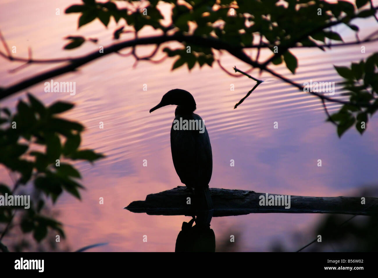 A cormorant rests on a log in a lake at sunset Stock Photo