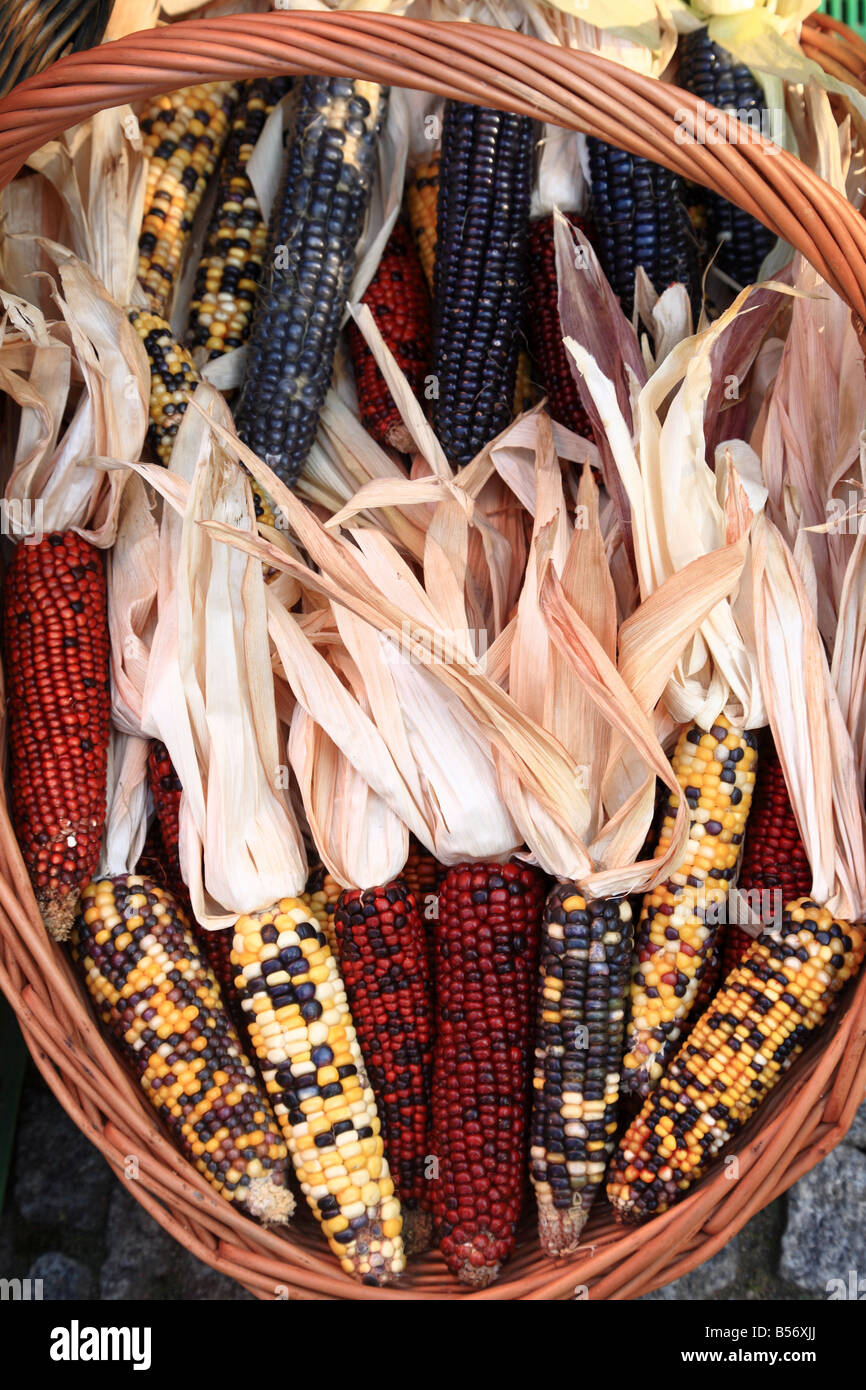 Coloured colored corns Stock Photo