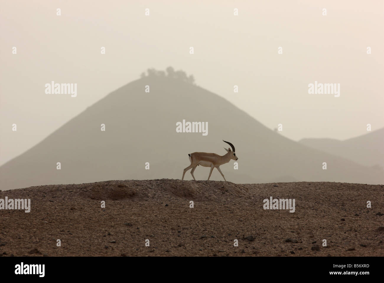 Sand or Goitered Gazelle Gazella subgutturosa Sir Bani Yas Island ...