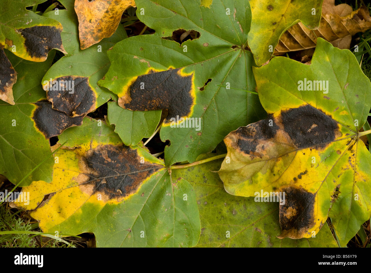 Tar spot fungus Rhytisma acerinum on the leaves of Field Maple Acer campestre autumn Romania Stock Photo