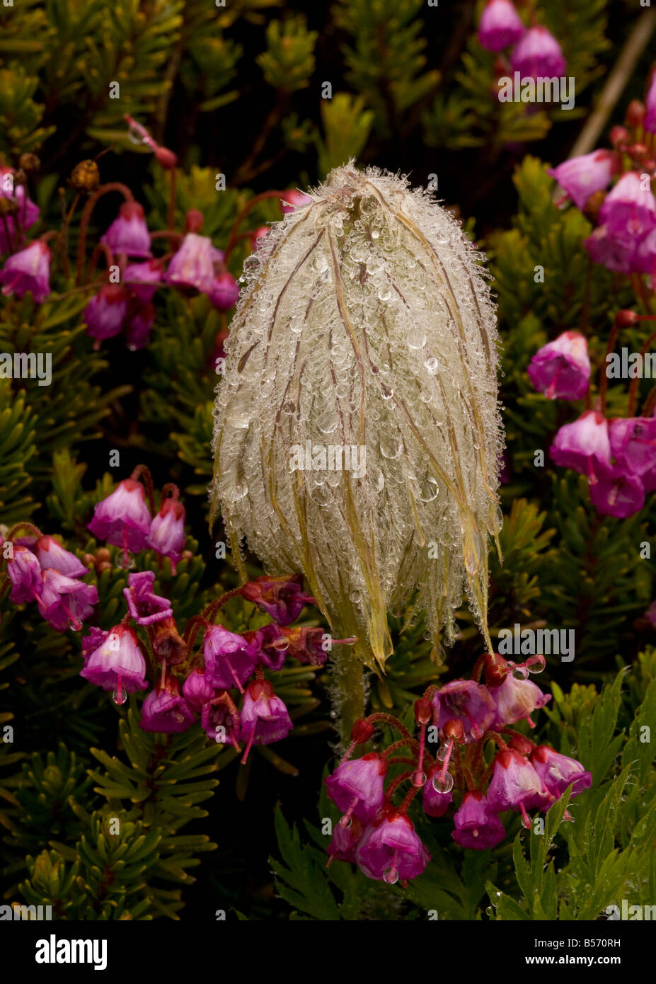 Seed heads of Western Anemone or Western Pasque flower Anemone occidentalis in the mist with red heather Mount Rainier Stock Photo