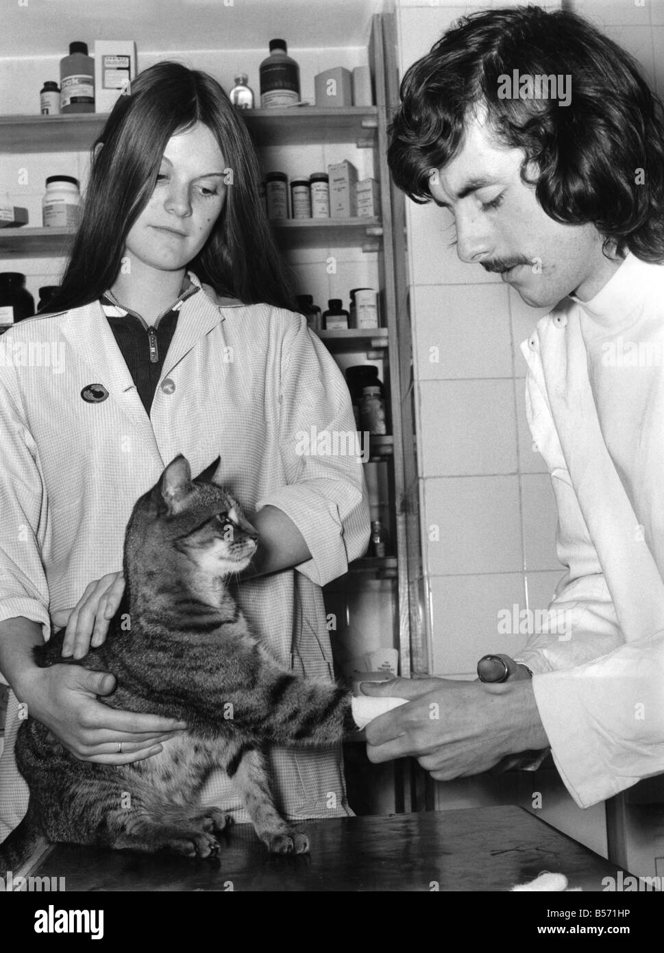 Student veterinary nurse Caroline Smith, 16, who is under training with veterinary surgeon Alan Hitchins at his surgery in Kings Road, Chelsea. ;June 1972 ;P004039 Stock Photo