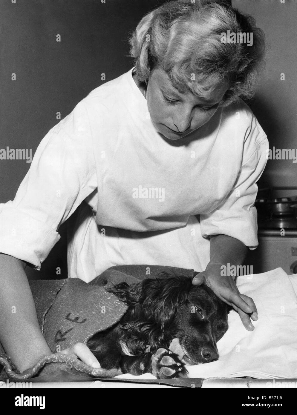 Sue, the chocolate coloured across spaniel who has had a major internal ...