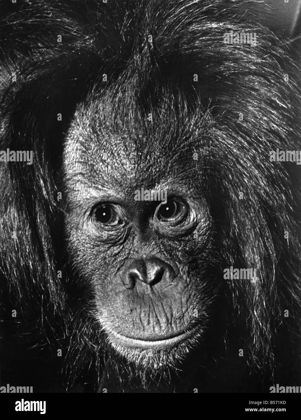 Monkey meme hi-res stock photography and images - Alamy