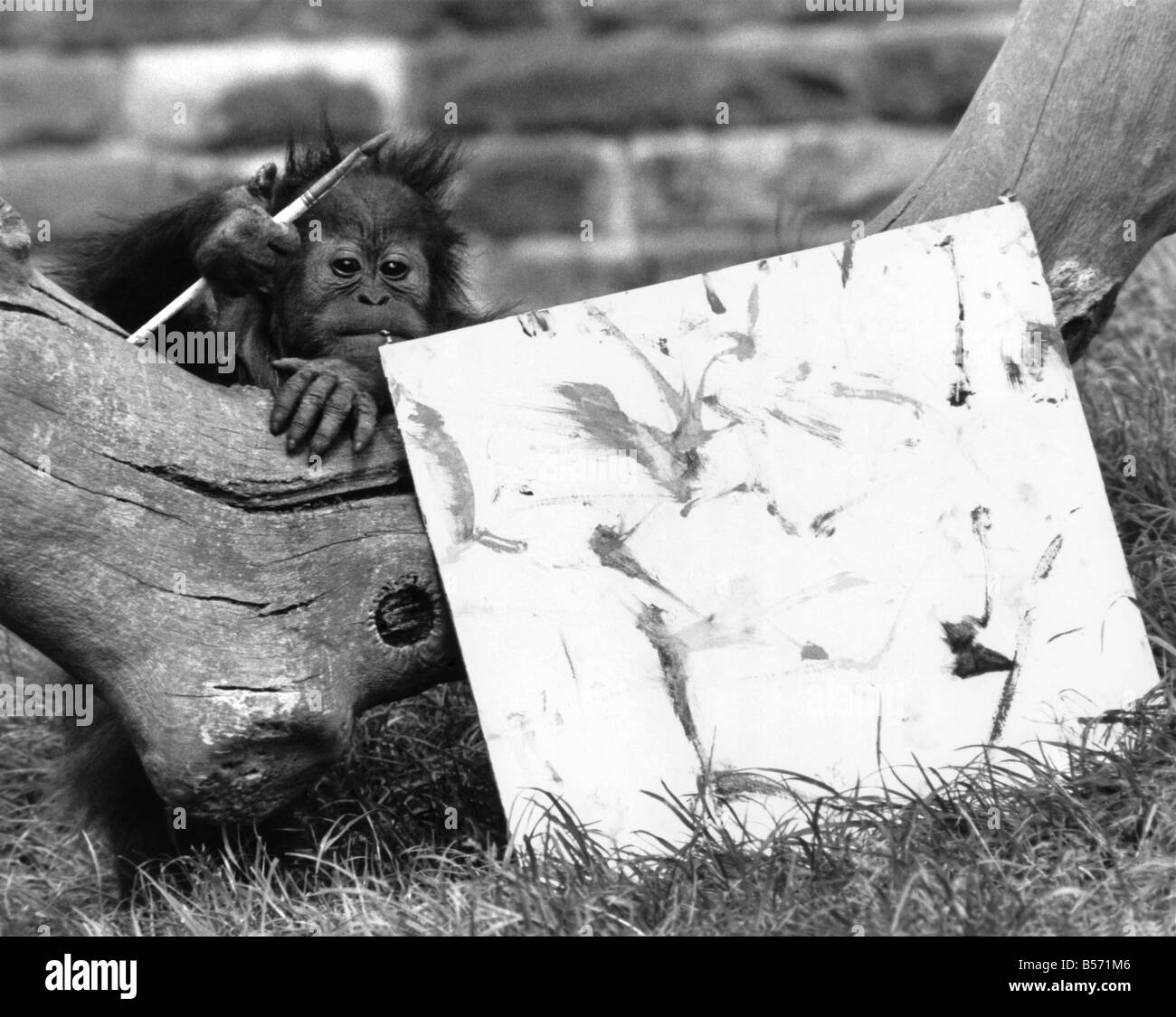 Sydney, a 2 year old orang-utan shows off a picture he painted. He was given a palette made from an egg tray, with most of the colours of the rainbow. Some he put on the canvas but most went on him and his keeper. Now his painting is to be auctioned by Sotheby's at Chester Zoo on Saturday to raise cash for a World Wildlife Project. ;July 1985 ;P004081 Stock Photo