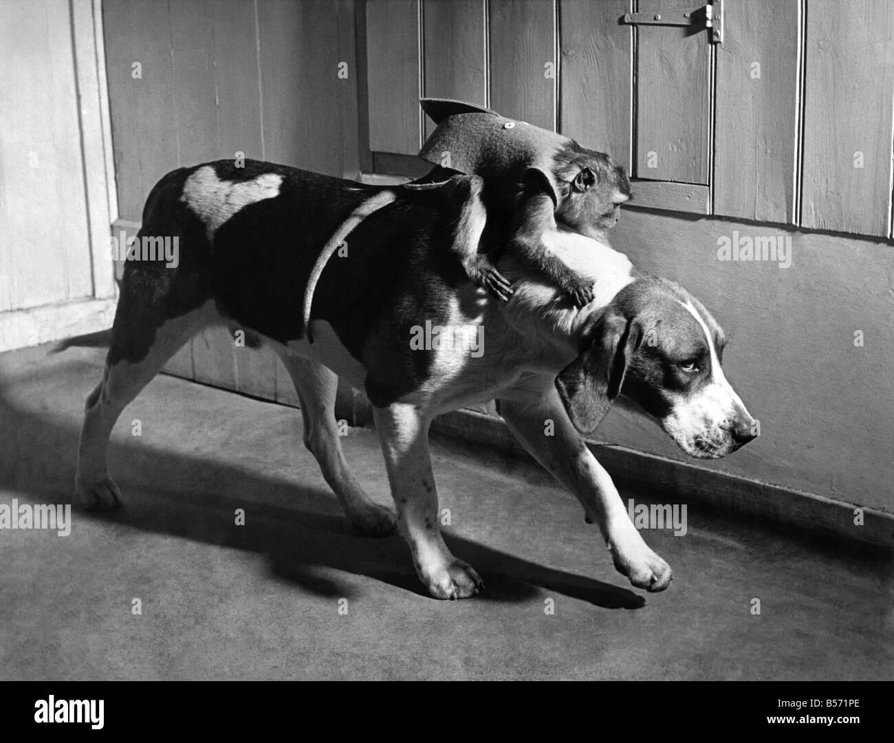 A monkey getting a ride on a dog's back. March 1952 P004123 Stock Photo ...