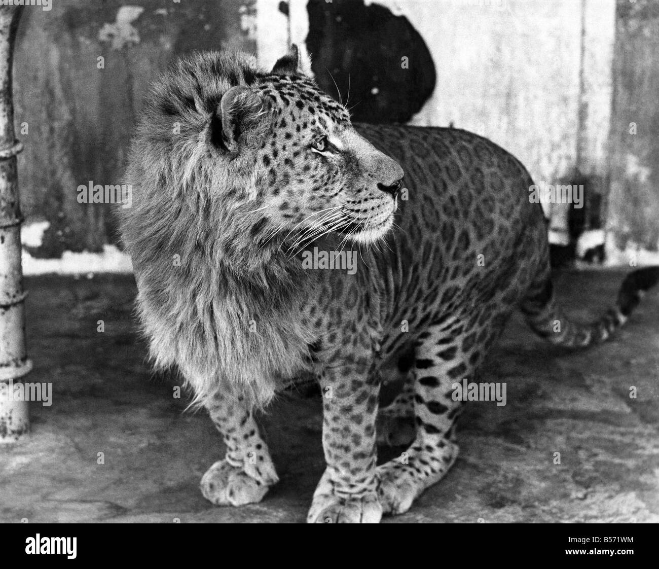 Leopard cant change spots stock photography and images - Alamy