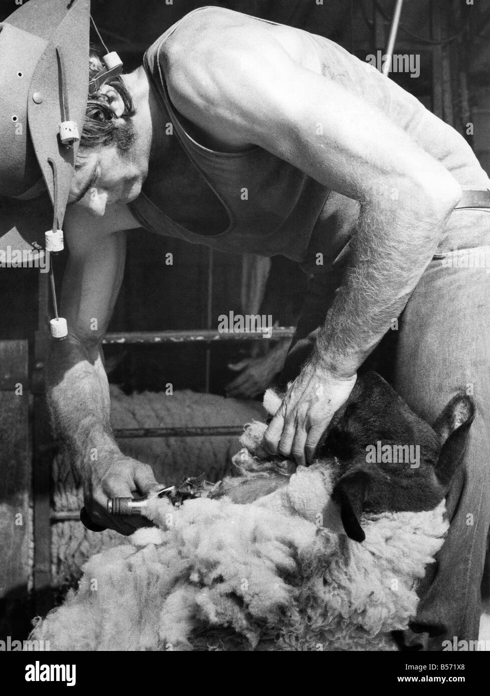 The man from Wagga way out back in deepest Surrey with 350 'jumpjocks' to unzip before sundown. Aussie Kelvin Furner from New South Wales is one of about 100 Aussie and New Zeeland shearers who come over for the sheep shearing season and a look at the 'old country'.;June 1976; P004201 Stock Photo