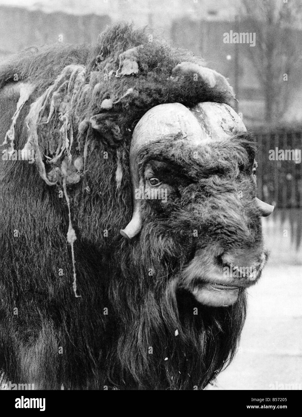 Peter The Musk Ox at a zoo. March 1934 P004231 Stock Photo Alamy