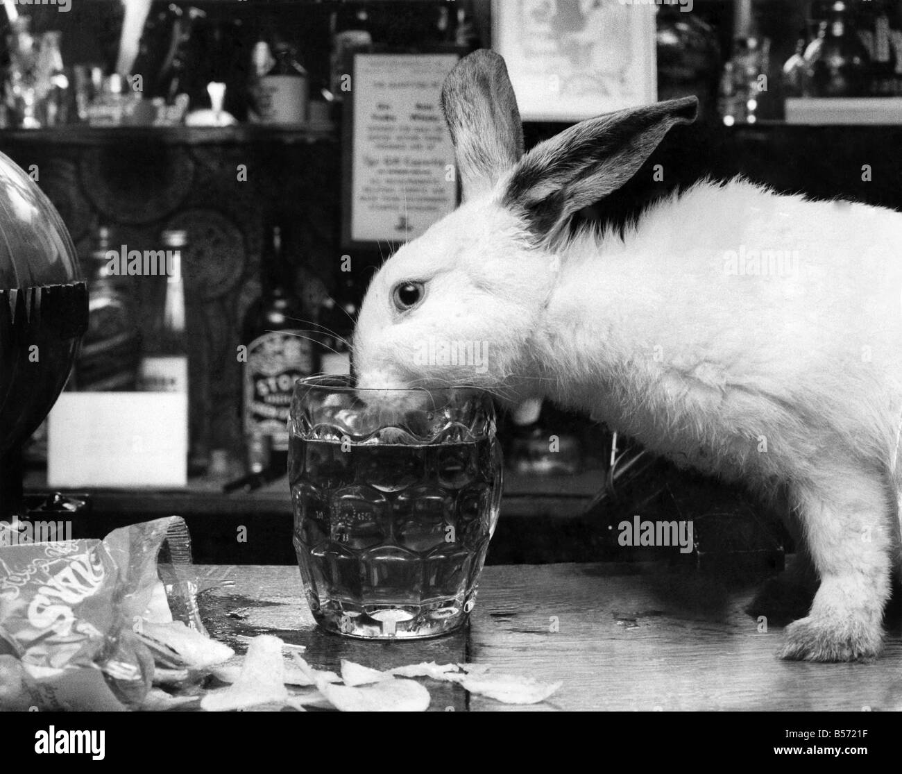 Boozer the 14 week old rabbit pet of licensee of the Montville