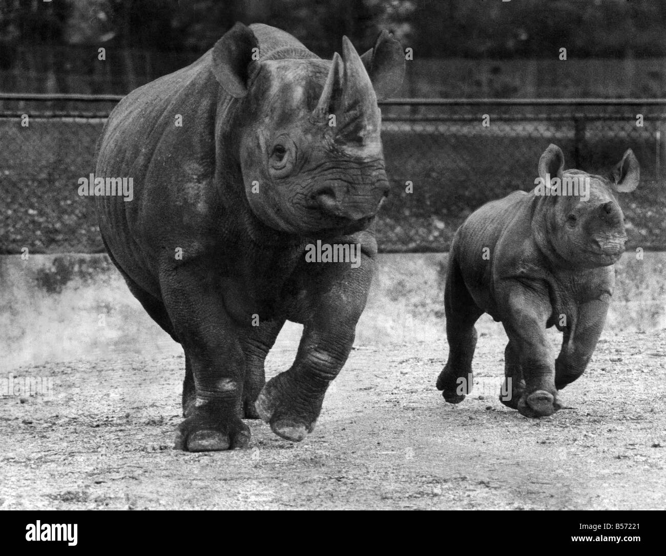 It's not only the birds and the bees who get that 'great to be alive' Spring feeling. Mama rhino can feel on top of the world too. The lady on the right could be accused, perhaps, of looking highly unladylike. But then what happy new mum doesn't feel like kicking her heels in the air at some time. This time, the occasion is fitting. Junior - the baby rhino of Whipsnade Zoo, Beds - is making his public debut. He was born just four months ago. All winter, he was kept safely indoors. Now Spring is here he can take his first look at the strange big world outside Stock Photo