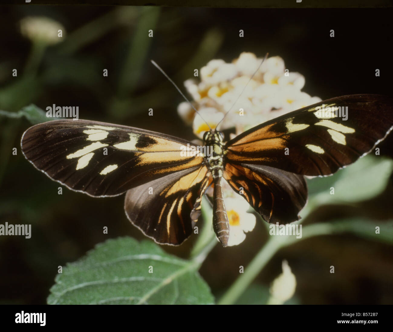 Passion flower butterfly (Heliconius Melpomone Stock Photo Alamy