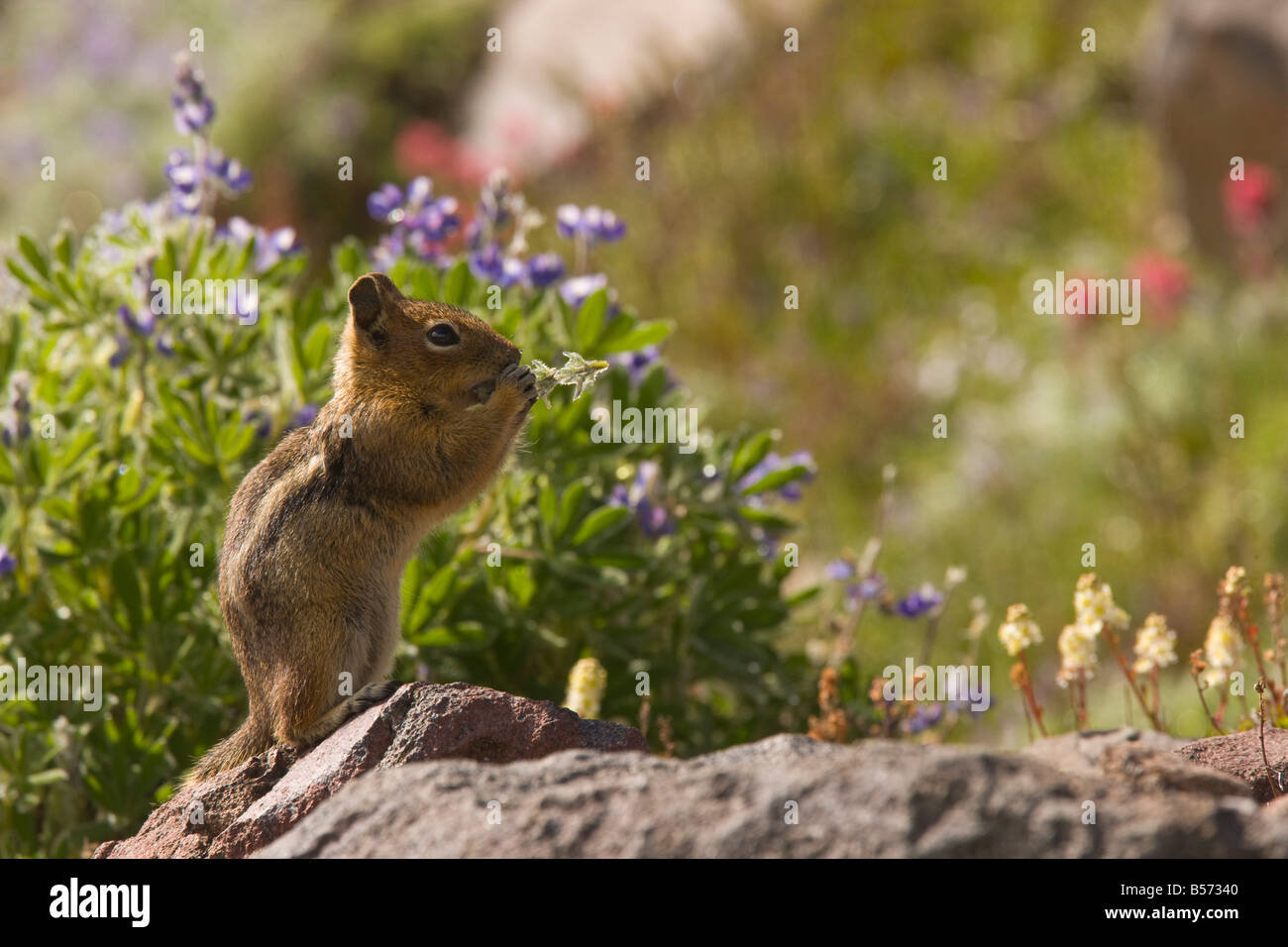 Golden mantled Ground Squirrel Spermophilus lateralis feeding among lupines and Magenta paintbrushes on Mount Rainier Stock Photo