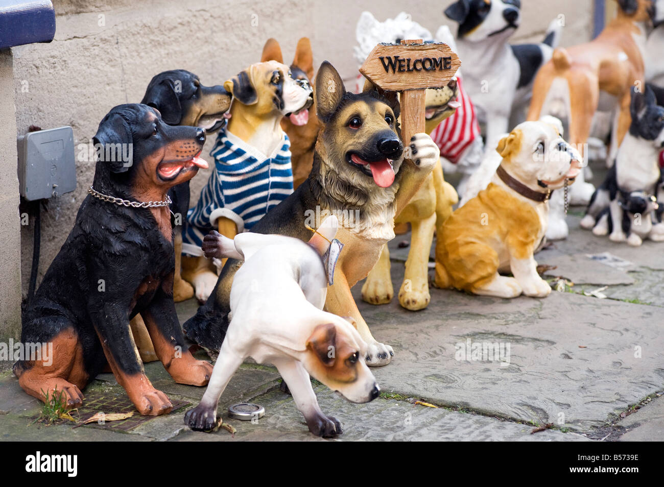 Comical mixed breeds of pot dogs displayed on a pavement Stock Photo