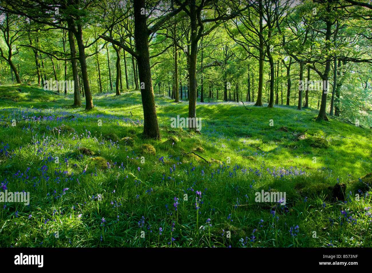 English (Common) Blubells and Ramsons (Wild Garlic) carpet the woodland close to the village of Near Sawrey in the Lake District Stock Photo