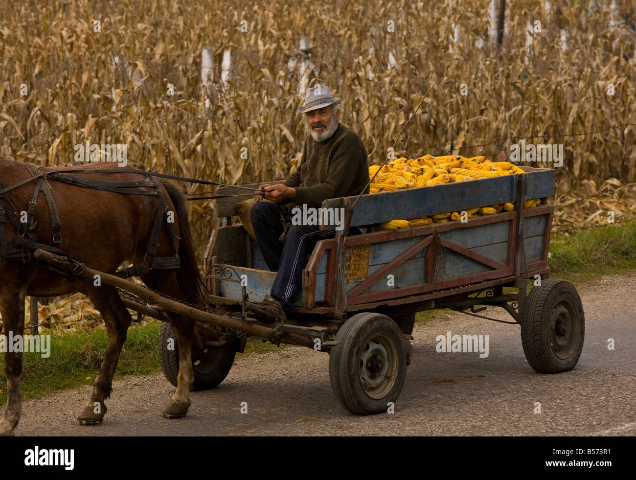 Bringing in Maize corn in autumn near Mociu Romania Stock Photo
