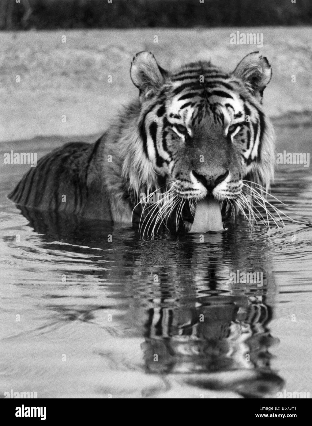 The heatwave has hit the inhabitants of Marwell Zoological Park, Hats just as much as everywhere else. Some of the animals can cope with the heat, but others like the Sibarian Tigar have to resort to drastic measures like sitting for a bath of cold water up to its neck. 'Kurtun' the largest of the Siberian Tigers is 7 years old and the father of cubs born at Marwell Zoo. June 1976 P004216 Stock Photo