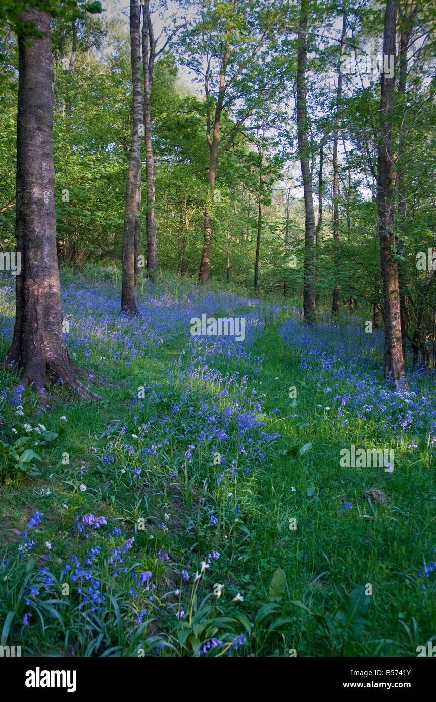 English (Common) Blubells and Ramsons (Wild Garlic) carpet the woodland close to the village of Near Sawrey in the Lake District Stock Photo