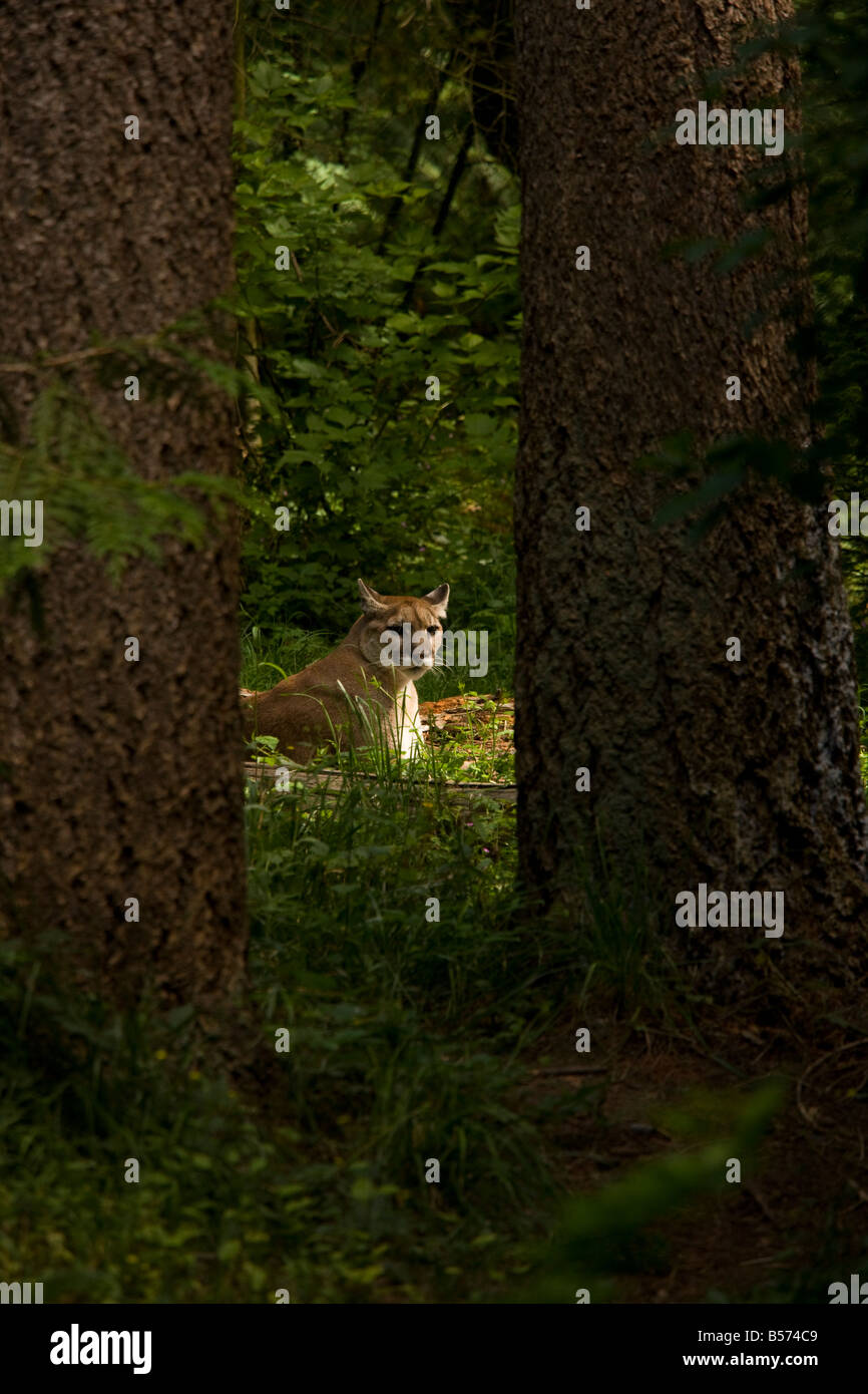 Cougar or Mountain Lion Puma concolor in woodland Washington USA Stock Photo