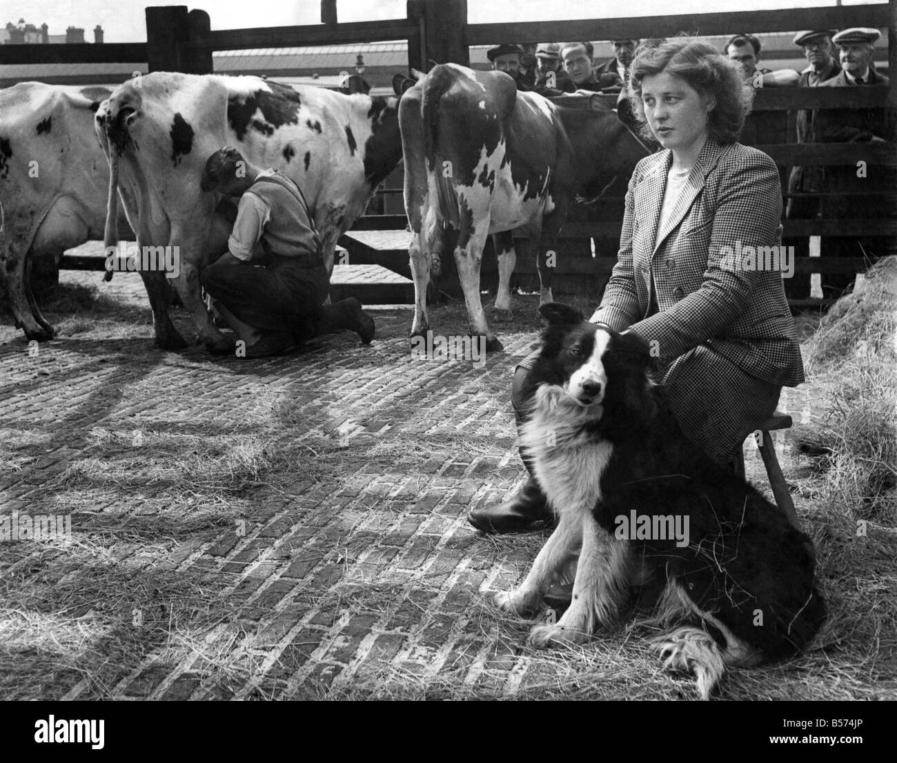 Farmer Baird has shifted his farm from Auchinleck, Ayrshire, to Andover by rail. Twelve hours after leaving Auchinleck the train stopped at Kentish Town, the cows unloaded and milked, fed and watered. Betty with the dog watches her brother, Wilson does the milking. May 1949 P004479 Stock Photo