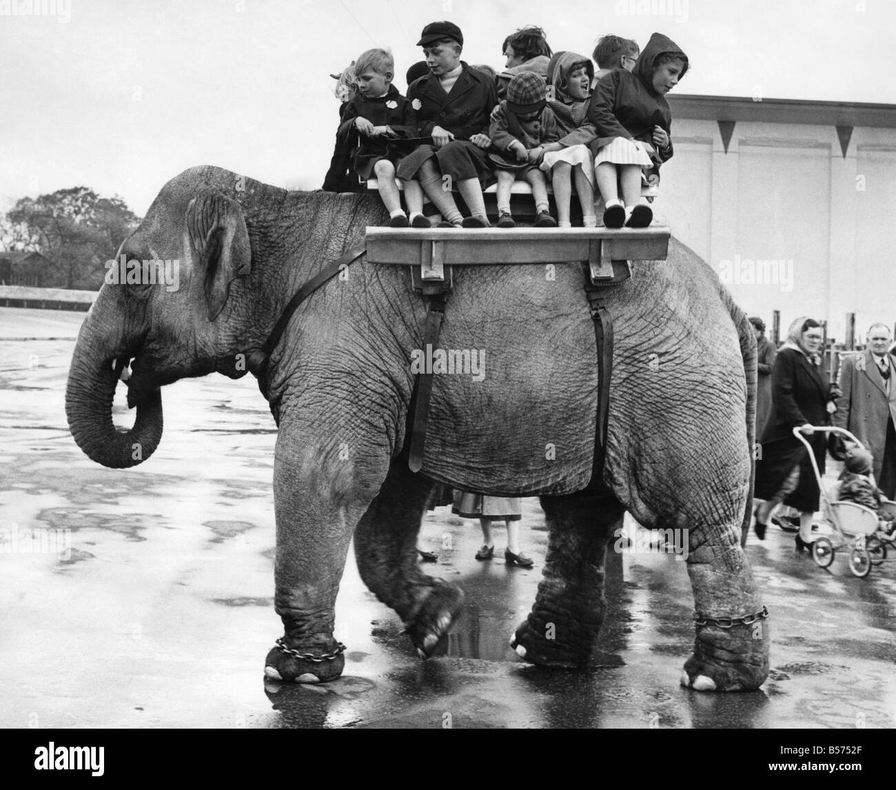 Elephant back ride Black and White Stock Photos & Images - Alamy