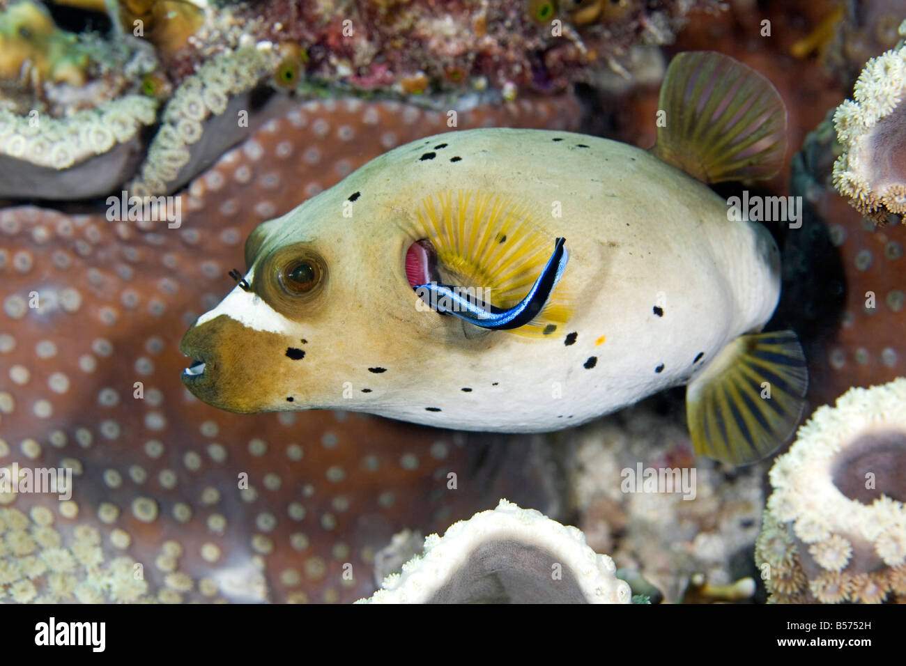 Black Spotted pufferfish, Arothron nigropunctatus, having its gills cleaned by a Blue Streak Cleaner Wrasse, Labroides dimidiatus Stock Photo