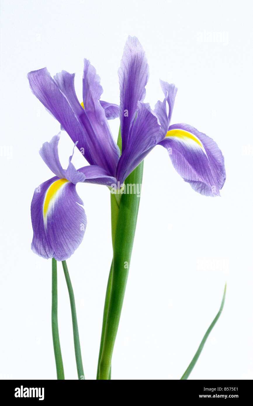 Dutch Iris (Iris x hollandica), flower, studio picture Stock Photo