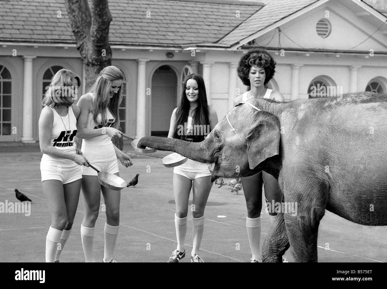 Strange Tales Of London Beauty Queens Who Will Be In The Pancake Race On Tuesday And Baby Elephant Minoti She Is Five But Strange Tales Of London Beauty Queens Who Will Be In The Pancake Race On Tuesday And Baby Elephant Minoti She Is Five But