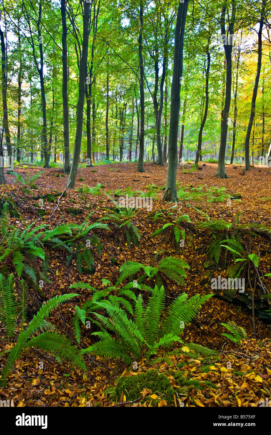 Woodland ferns hi-res stock photography and images - Alamy