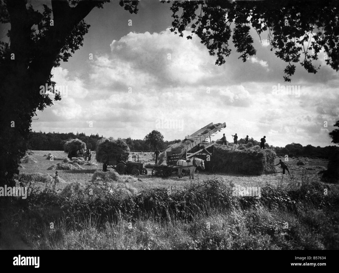 Farming: Harvest. Stacking corn in Norfolk. September 1946 P004477 Stock Photo