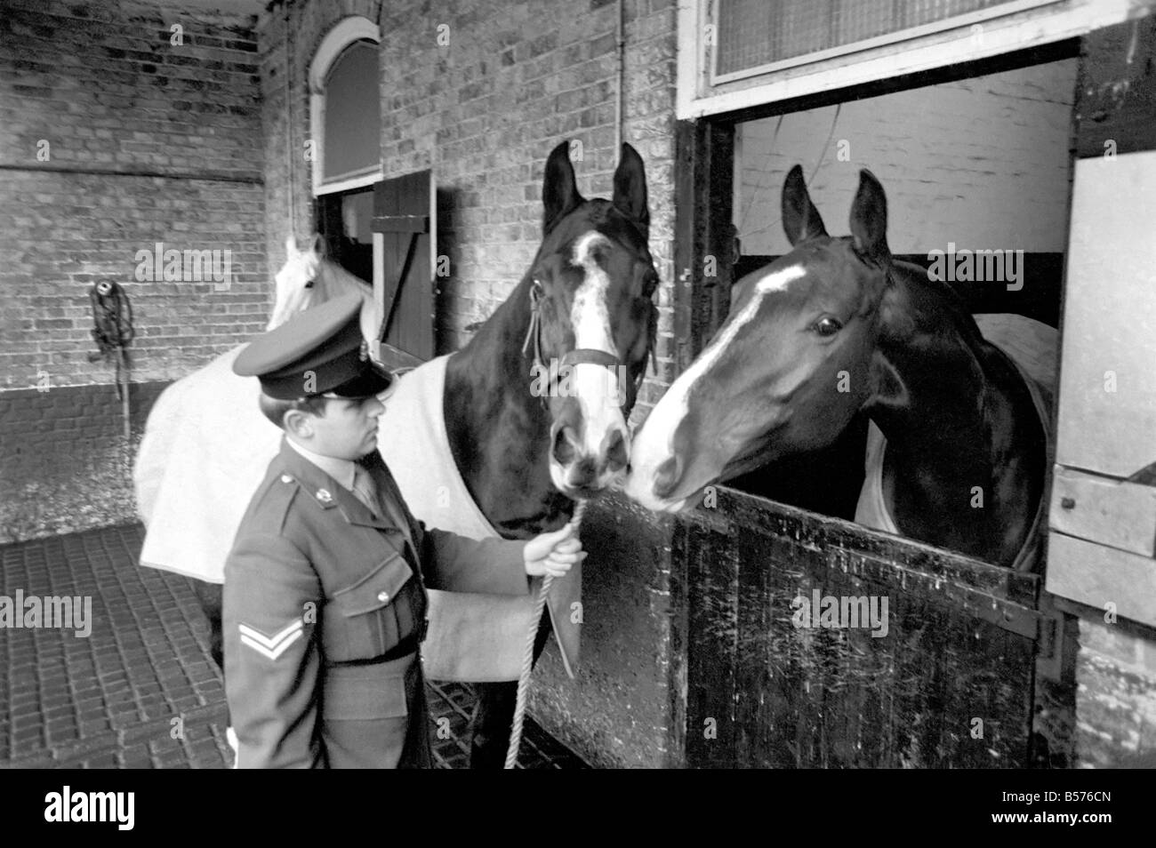 Dennis is the first Army horse to go into retirement under the