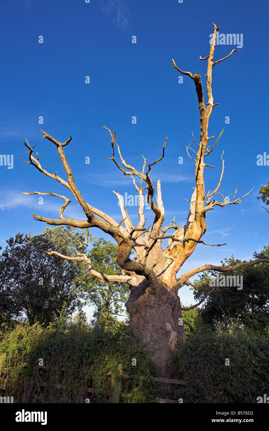 Gog, Ancient Oak tree, Glastonbury, Somerset, England, UK Stock Photo