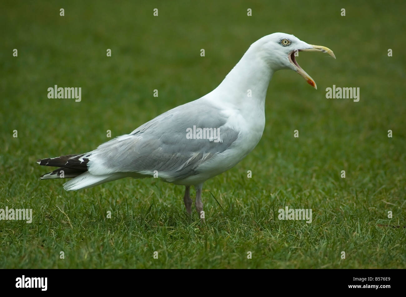 Seagull standing on grass shouting at someone Stock Photo