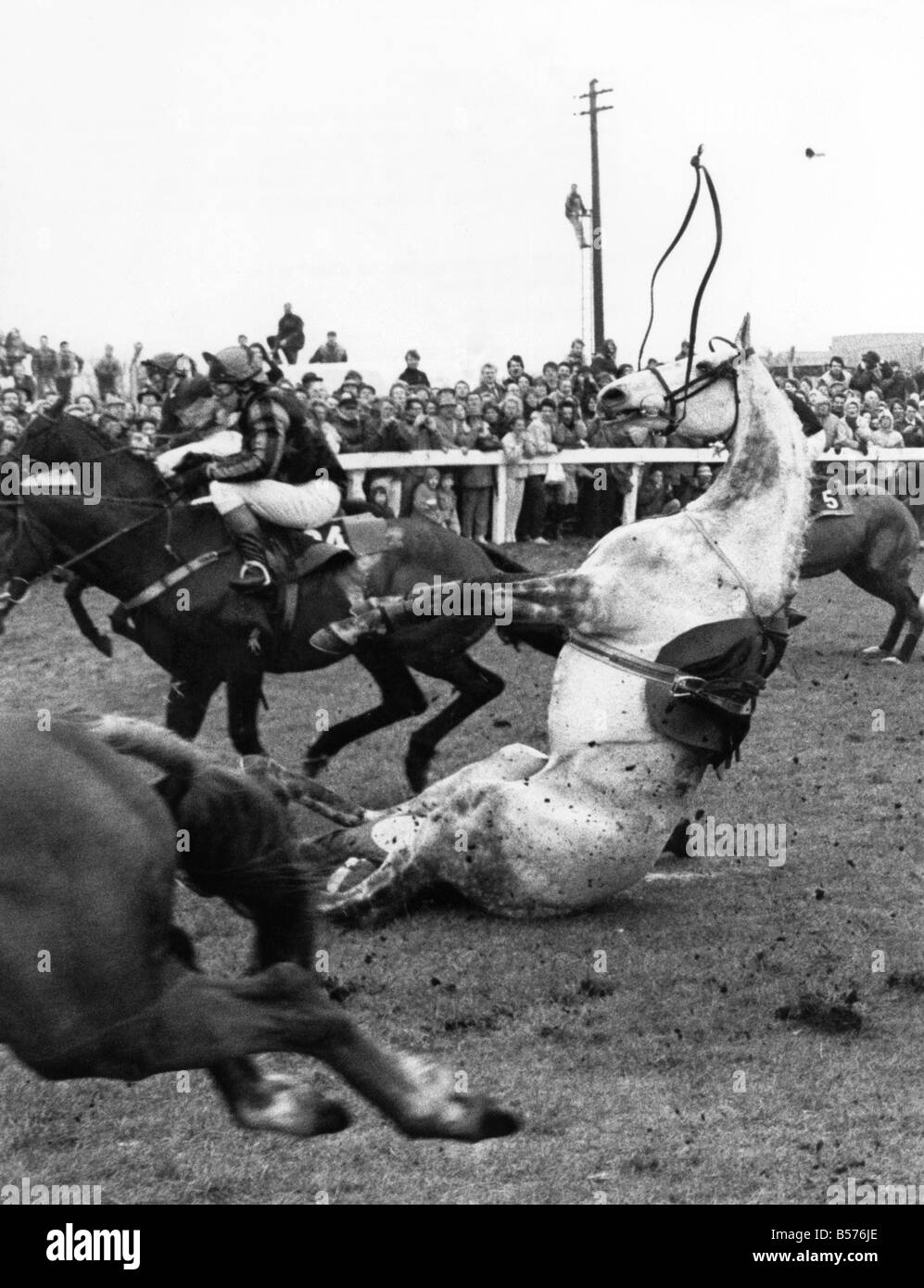 1987 Grand National: The 1987 Seagram Grand National, run at Aintree , 4th April, was won by Maori Venture ridden by Steve Knight. The race produced its usual crop of falls and one horse, Dark Ivy, died when it fell and broke its neck at Becher's Brook on the first circuit. Dark Ivy struggles to rise after its fall at Becher's Brook. April 1987 P004060 Stock Photo