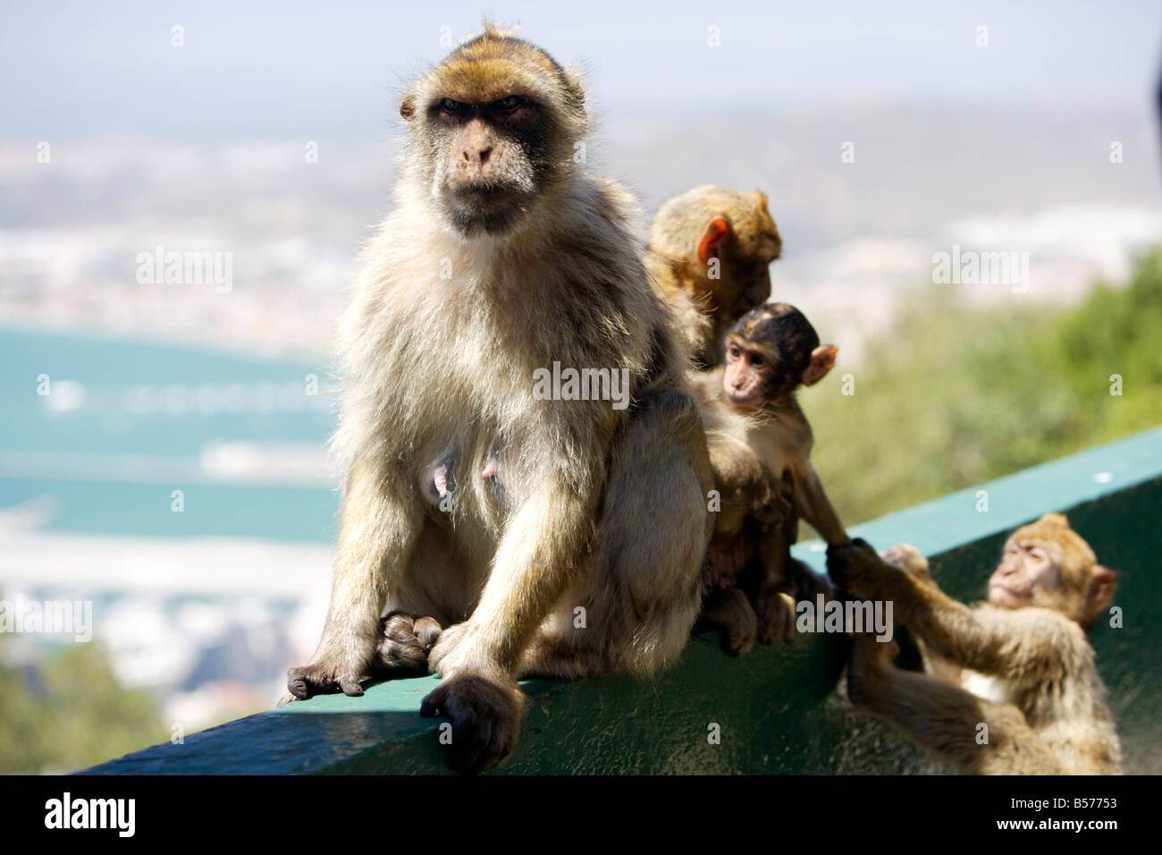 Family of Barbary Apes Gibraltar Stock Photo