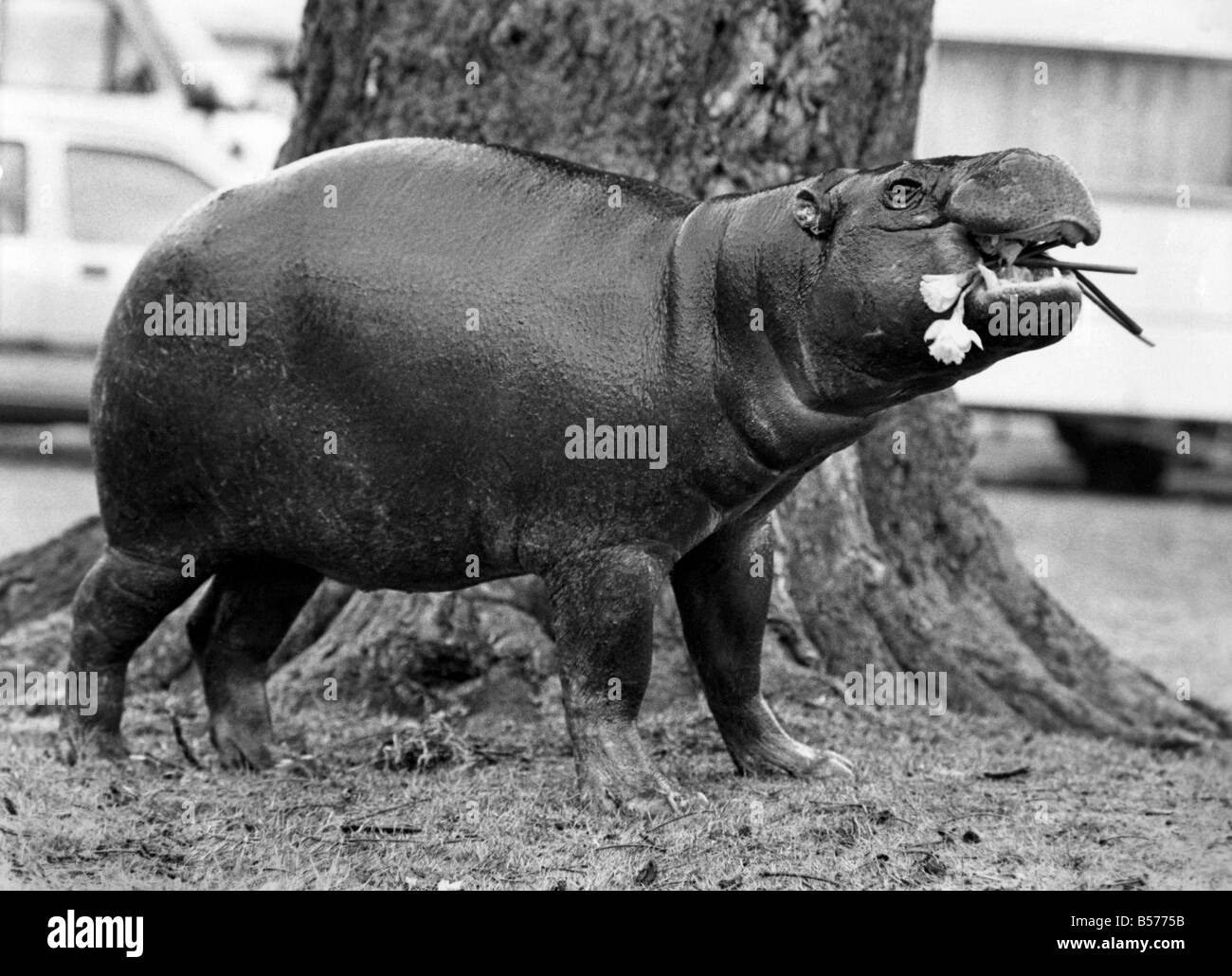 Where have all the flowers gone?, asks 23 years old Linda Ferry, a midget clown working with Gandy's travelling circus, as she peers into the open jaws of April, the four year old pygmy hippopotamus who is a star performer with the circus. March 1985 P004875 Stock Photo