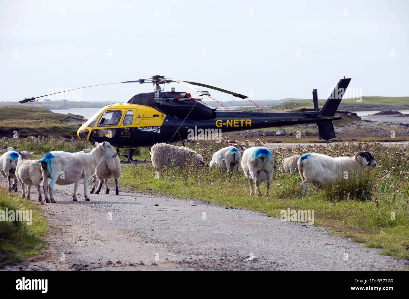 Twin Squirrel helicopter G NETR in the western Isles conducting SMRU Seal Count Stock Photo