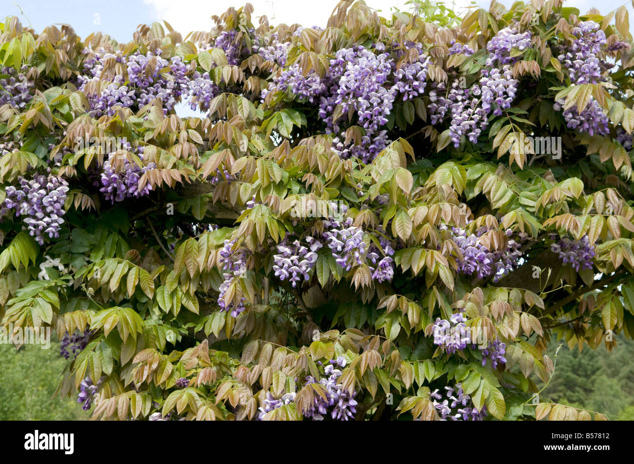 Wisteria Leguminosae/Papilionaceae Multijuga Stock Photo
