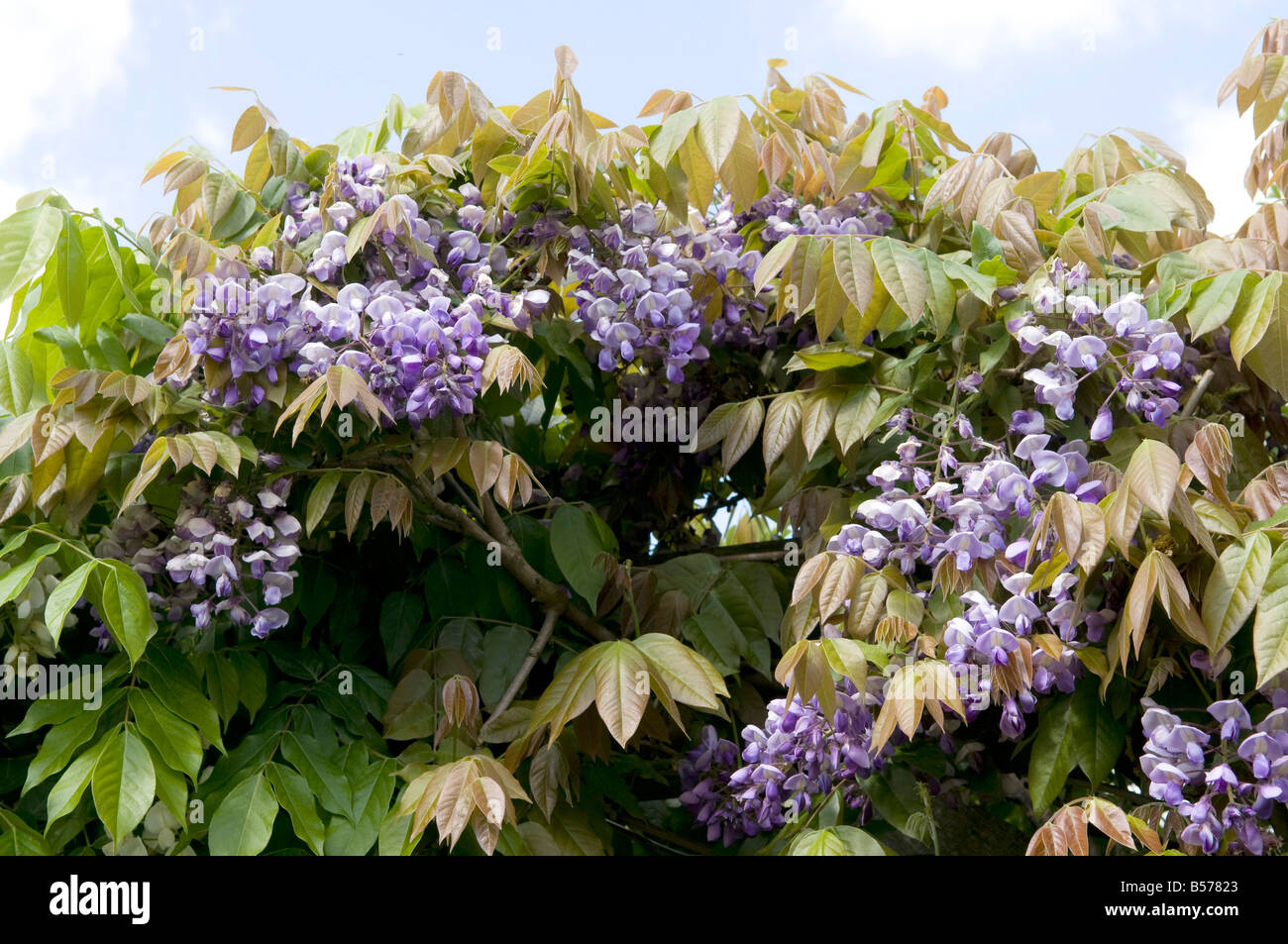 Wisteria Leguminosae/Papilionaceae Multijuga Stock Photo