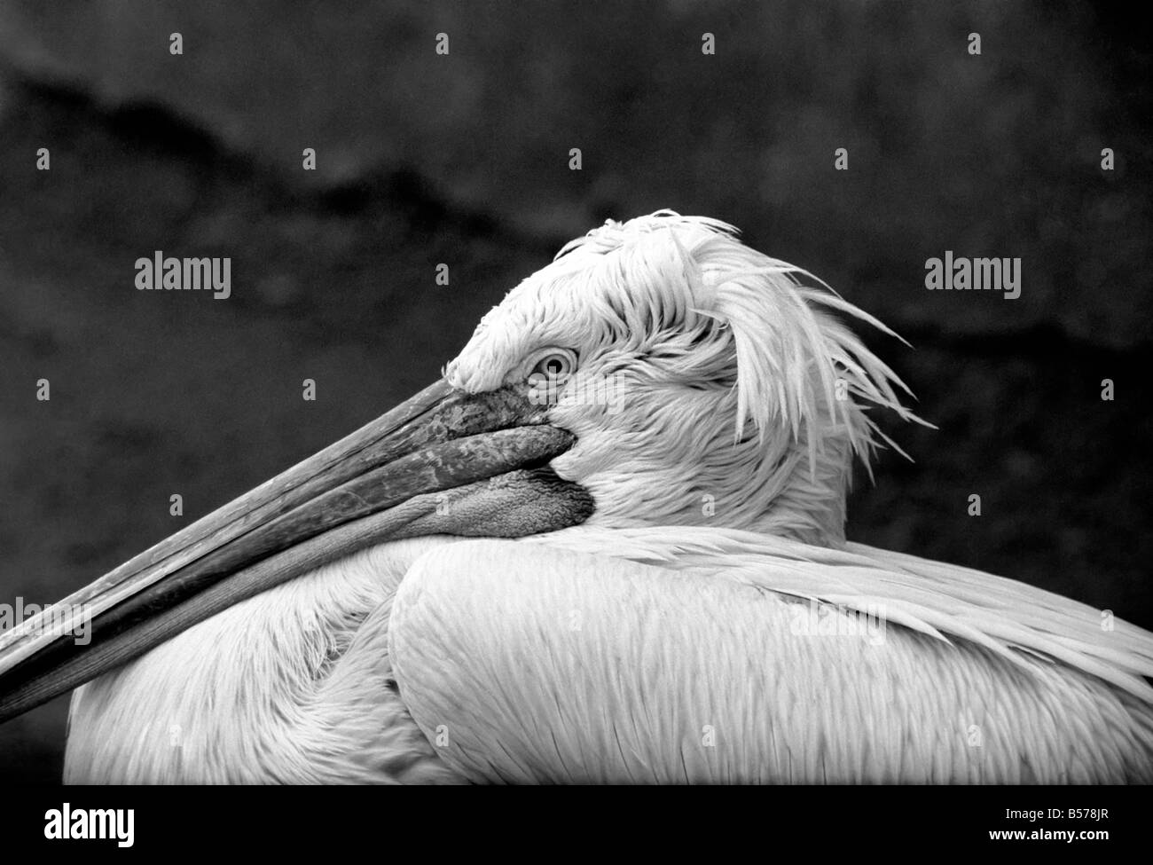 Zoo: Pelican's At London Zoo. January 1975 75-00004-001 Bad Hair Day 