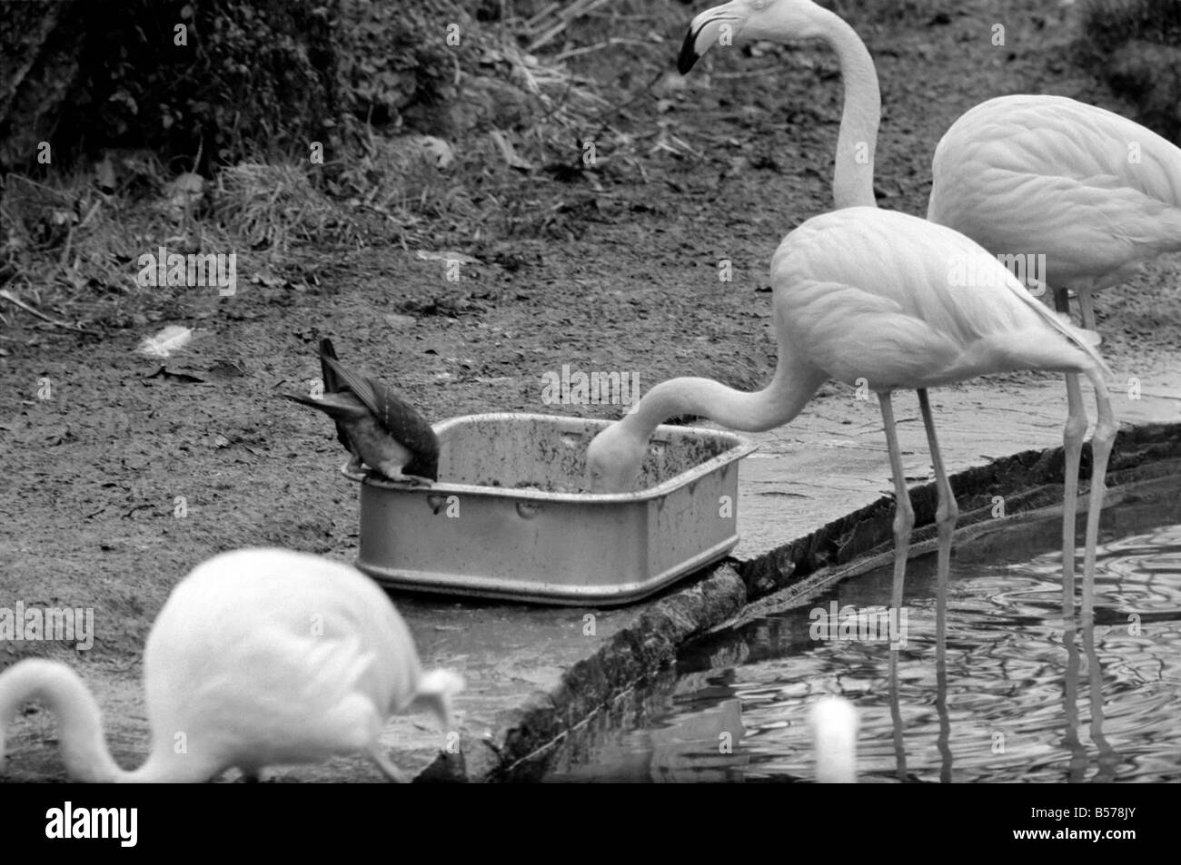 Flamingoes at London Zoo. January 1975 75-00004-003 Stock Photo