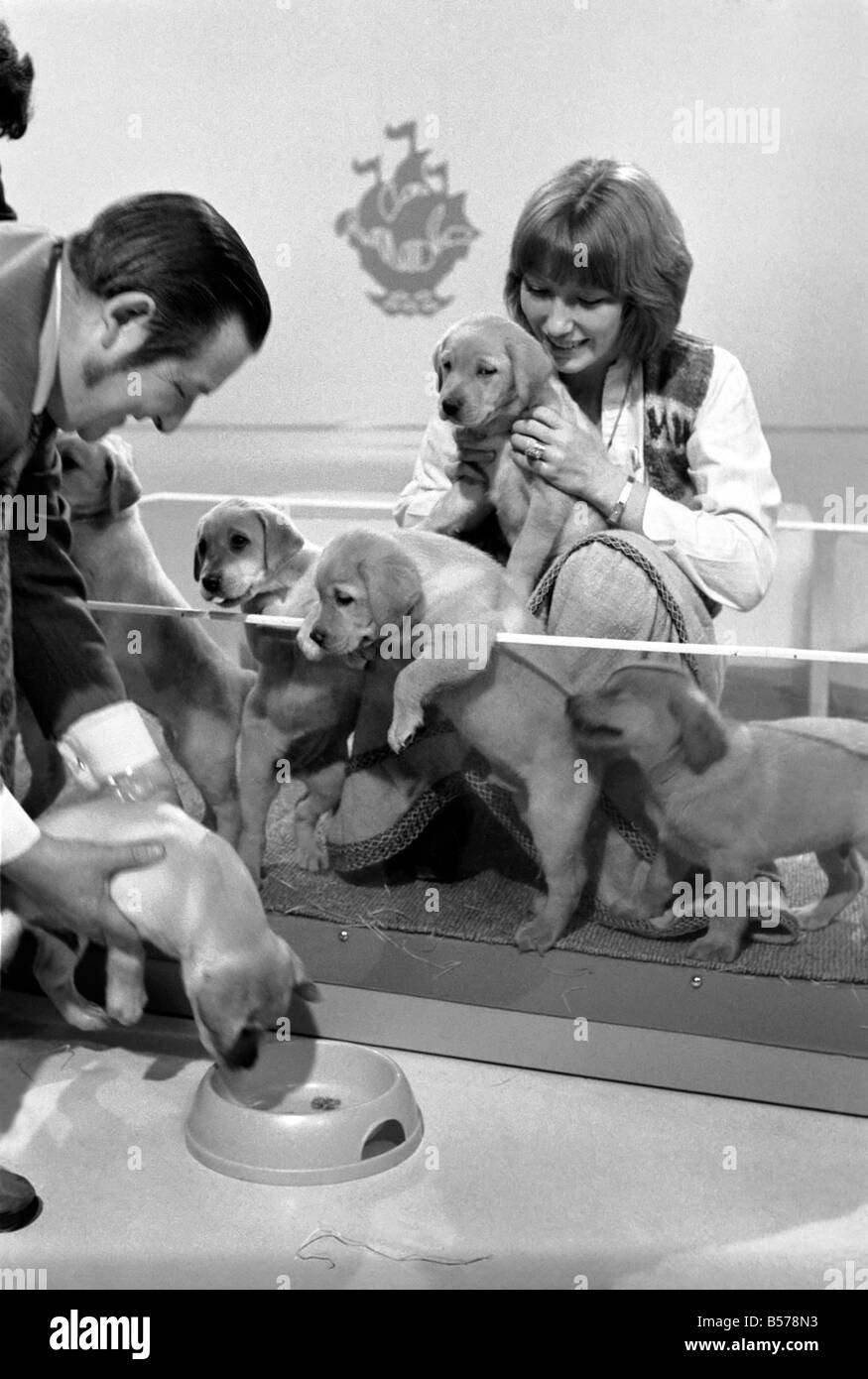 Blue Peter appeal for blind smashes through target. Lesley Judd. 'Blue Peter' and Puppies. January 1975 75-00022-001 Stock Photo