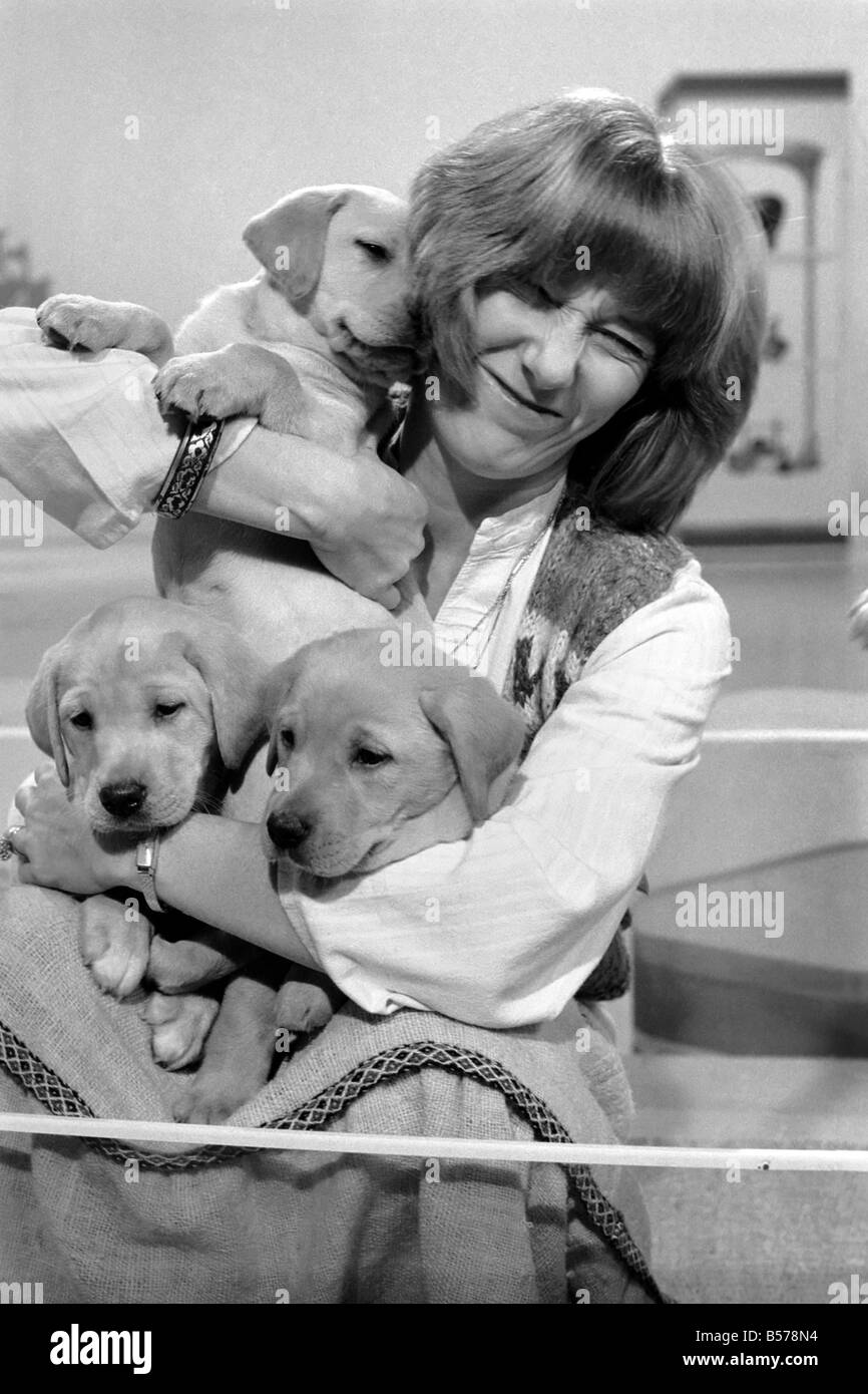 Blue Peter appeal for blind smashes through target. Lesley Judd. 'Blue Peter' and Puppies. January 1975 75-00022-002 Stock Photo